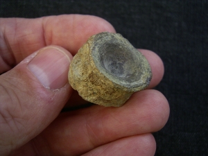 Mixosaurus Wirbel, Unterer Muschelkalk