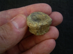 Mixosaurus Wirbel, Unterer Muschelkalk