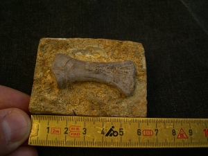Placodus Metatarsale
