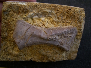 Placodus Metatarsale