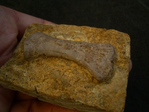 Placodus Metatarsale