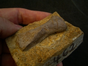 Placodus Metatarsale