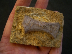 Placodus Metatarsale