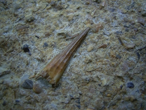 Tanystropheus Zahn und mehr