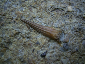 Tanystropheus Zahn und mehr