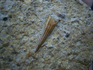 Tanystropheus Zahn und mehr