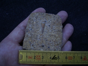 Tanystropheus Zahn und mehr