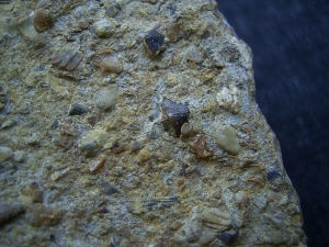 Tanystropheus Zahn und mehr