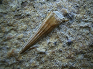 Tanystropheus Zahn und mehr