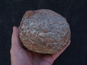Hadrosaurus Ei