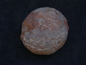 Hadrosaurus Ei