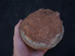 Hadrosaurus Ei