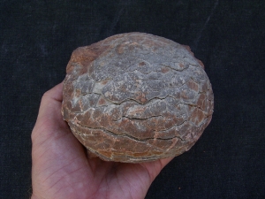 Hadrosaurus Ei