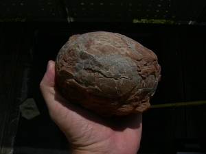 Hadrosaurus Ei