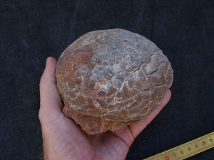 Hadrosaurus Ei