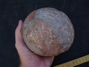 Hadrosaurus Ei