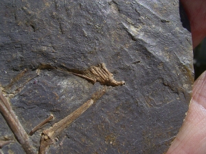 Fledermaus Hassianycteris, Grube Messel