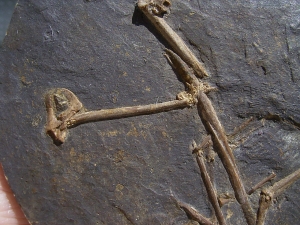 Fledermaus Hassianycteris, Grube Messel