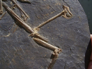 Fledermaus Hassianycteris, Grube Messel