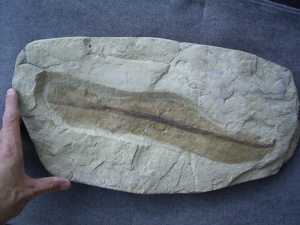 Traumhafter Trias-Farnwedel Danaeopteris