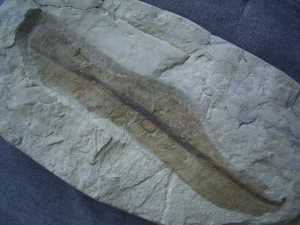 Traumhafter Trias-Farnwedel Danaeopteris