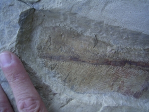 Traumhafter Trias-Farnwedel Danaeopteris