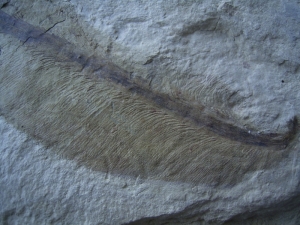 Traumhafter Trias-Farnwedel Danaeopteris