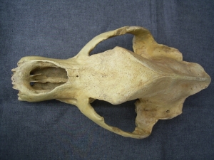 Höhlenbär Schädel