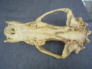 Höhlenbär Schädel