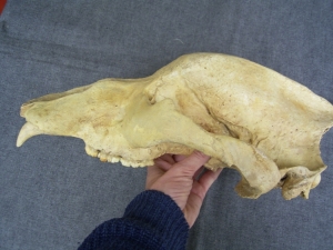 Höhlenbär Schädel