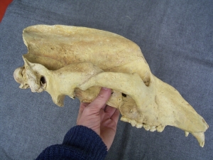 Höhlenbär Schädel