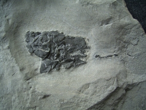 Millerosteus minor