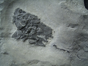 Millerosteus minor