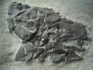 Millerosteus minor