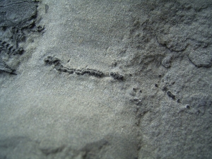 Millerosteus minor