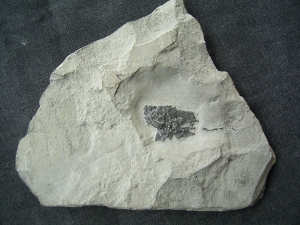 Millerosteus minor