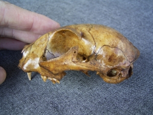 Katzen-Schädel