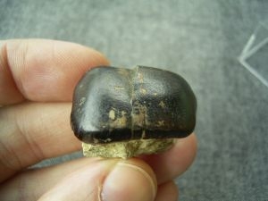 Placodus tooth #2