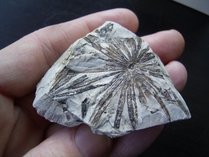 Annularia stellata aus dem Perm von Deutschland