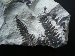 Nemejcopteris feminaeformis, Pflanze aus dem Perm