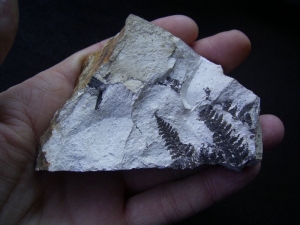 Nemejcopteris feminaeformis, permian plant