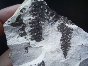 Nemejcopteris feminaeformis, permian plant