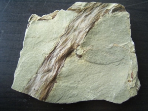 Drepanophycus spinaeformis