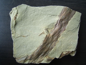 Drepanophycus spinaeformis