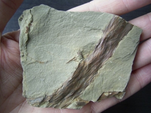 Drepanophycus spinaeformis