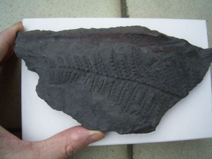 Samenfarn aus Deutschland