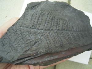 Samenfarn aus Deutschland