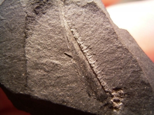 Fisch Kiefer aus dem Karbon