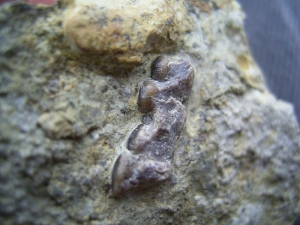 Colobodus Kiefer mit Zähnen