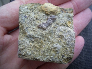 Colobodus Kiefer mit Zähnen